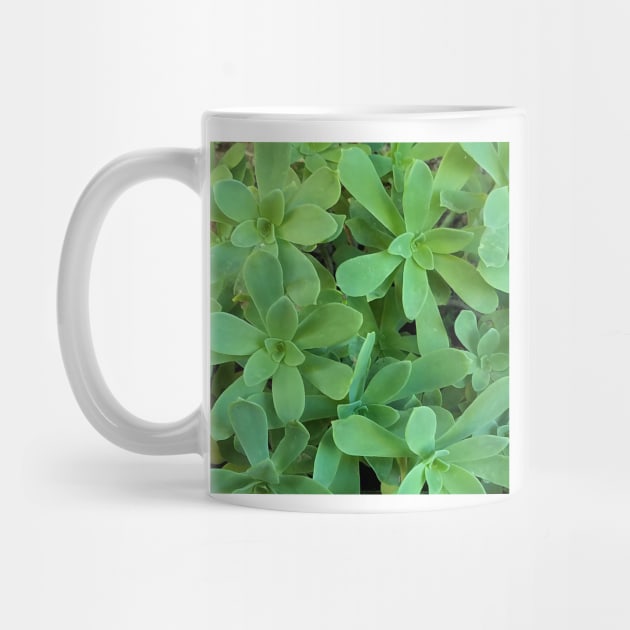 Sedum Palmeri Leaves by DesignMore21